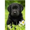 Image 1 : *Michigan – Black Lab Puppy