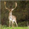 Image 1 : Spain – 4 Day – Fallow Deer Hunt for Two Hunters