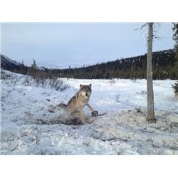 Alaska – 7 Day – Trapline/Wolf Hunt for One Hunter