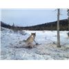 Image 1 : Alaska – 7 Day – Trapline/Wolf Hunt for One Hunter