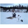 Image 2 : Alaska – 7 Day – Trapline/Wolf Hunt for One Hunter