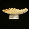 Image 1 : Inupiak Ivory Carving of a Sea Creature. Over 5" in length. Ca. early 1900.