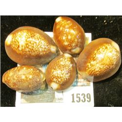 1539 _ Group of Cowrie Shells (Odd & Curious Money) used in the Philippines Islands and Indonesia fo