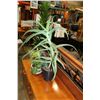 Image 2 : 3 PLANTS IN POTS