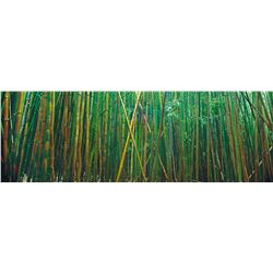 Large 7'11 x 42 Framed Peter Lik - Bamboo Forest Photograph, Artist Proof 42 of 45 (annotation & sig