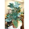 Image 1 : ARTIFICIAL DIEFFENBACHIA HOUSE PLANT - 40" TALL.