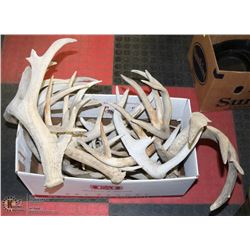 20LBS OF SHED ANTLERS