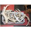Image 1 : 20LBS OF SHED ANTLERS
