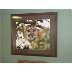 33 x 29 Framed Cougar Print
