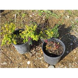 LOT OF 3, MISC SIZE SPIREA (3 TIMES BID PRICE)