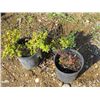 Image 1 : LOT OF 3, MISC SIZE SPIREA (3 TIMES BID PRICE)