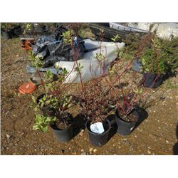 LOT OF 5, 2 GAL IVORY HALO DOGWOOD (5 TIMES THE BID PRICE)