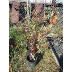 LOT OF 4, 2 GAL IVORY HALO DOGWOOD (4 TIMES BID PRICE)