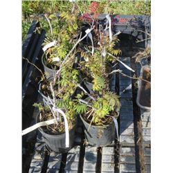 LOT OF 7, 1 GAL SPIREA (7 TIMES BID PRICE)