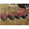 Image 1 : LOT OF 4, 2 GAL COTONEASTER SHRUB (4 TIMES BID PRICE)