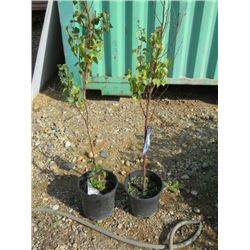 LOT OF 2' 2 GAL ASIAN WHITE BIRCH (2 TIMES BID PRICE)