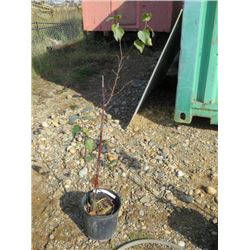 2 GAL Asian birch TREE