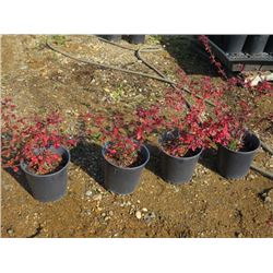 LOT OF 4, 2 GAL COTONEASTER SHRUB (4 TIMES BID PRICE)
