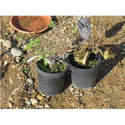 1 GAL BOREALIS HASKAP, 1 GAL BETA GRAPE (2 TIMES BID PRICE)