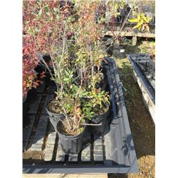 LOT OF 7, 1 GAL SAND CHERRY (7 TIMES BID PRICE)