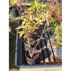 LOT OF 5, 1 GAL PRAIRIE FIRE DOGWOODS (5 TIMES BID PRICE)