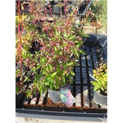 LOT OF 4, 2 GAL LITTLE REBEL DOGWOOD (4 TIMES BID PRICE)