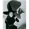 Image 1 : [The Wizard of Oz Autographs], A group of 12 autographed production stills with various cast me...