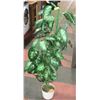 Image 1 : ARTIFICIAL DIEFFENBACHIA PLANT 52" TALL