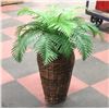 Image 1 : ARTIFICIAL FERN IN WICKER VASE 29" TALL