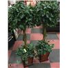 Image 1 : 2 ARTIFICIAL PLANT TREES IN WICKER PLANT