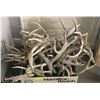 Image 1 : LOT OF 41LBS OF ASSORTED DEER SHEDS ANTLERS