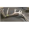 Image 1 : PAIR OF ELK SHEDS