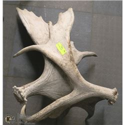 PAIR OF MOOSE  SHEDS