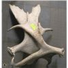 Image 1 : PAIR OF MOOSE  SHEDS