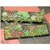 Image 1 : PAIR OF ARTIFICIAL CACTUS TRAY DISPLAYS, 22X17