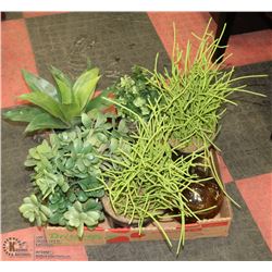 FLAT OF SHOWHOME ARTIFICIAL PLANTS