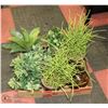 Image 1 : FLAT OF SHOWHOME ARTIFICIAL PLANTS