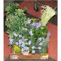 FLAT OF SHOWHOME PLANTS