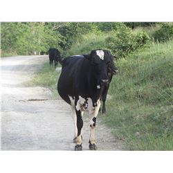 LATE ADDITIONS JUST ADDED