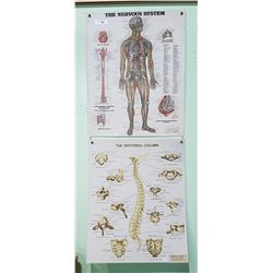 2 LAMINATED VINTAGE MEDICAL CHARTS