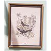 Image 2 : PAIR FRAMED VINTAGE BIRD PRINTS