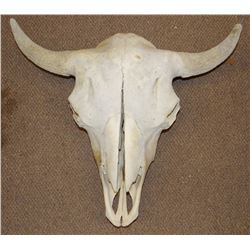 Buffalo skull