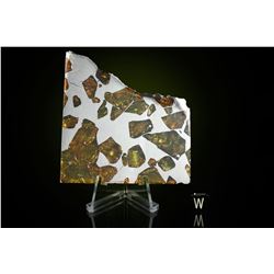 Fukang Meteorite Slice