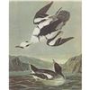 Image 1 : c1946 Audubon Print, #347 Smew, Diving Duck