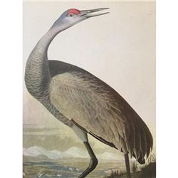 c1946 Audubon Print, #261 Sandhill Crane