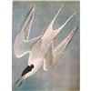 Image 1 : c1946 Audubon Print, #240 Roseate Tern
