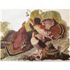 Image 1 : c1946 Audubon Print, #41 Ruffed Grouse