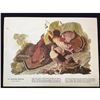 Image 2 : c1946 Audubon Print, #41 Ruffed Grouse