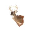 Image 1 : Common Red Buck Deer Shoulder Trophy Mount (8 Pt).