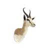 Image 1 : Springbok Trophy Shoulder Mount. Height 25"